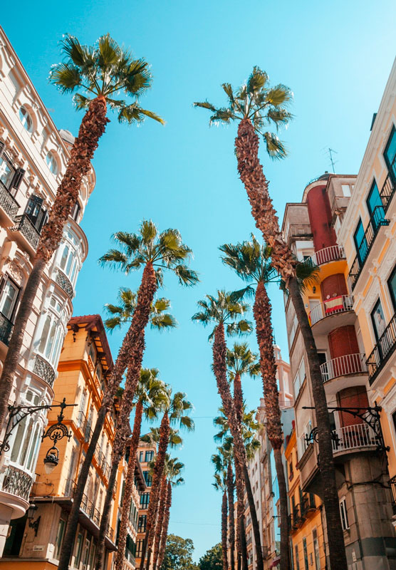 palms-in-the-shopping-district-of-malaga-in-calle-2023-11-27-05-11-20-utc